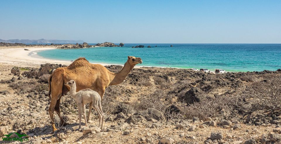 Winter 2025 Teil 10 - Oman Fortsetzung