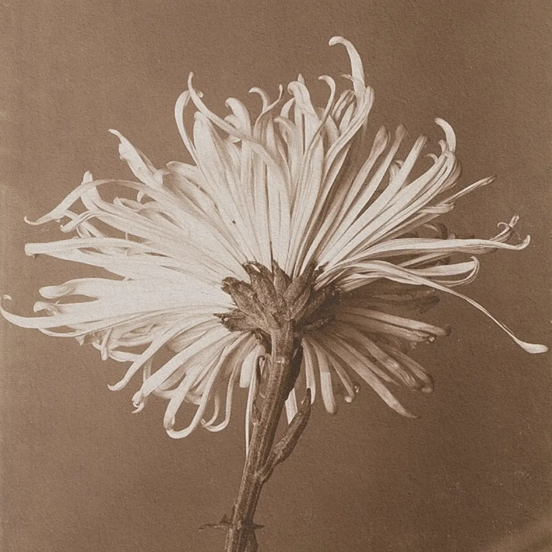 scent-drift