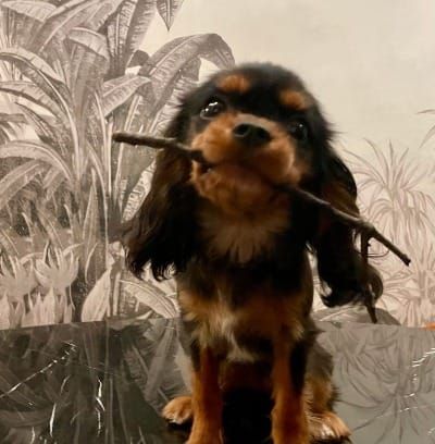 Love Is Terribly Inconvenient. Meet My New Pup Koko. By Dish Stanley