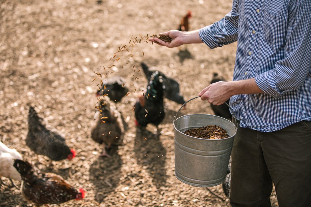 Chickens feeding from bucket