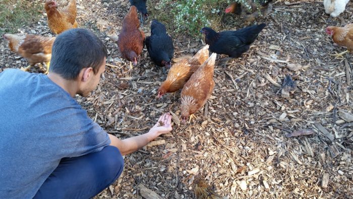 grubbly-farms-feeding chicken the dried larvae
