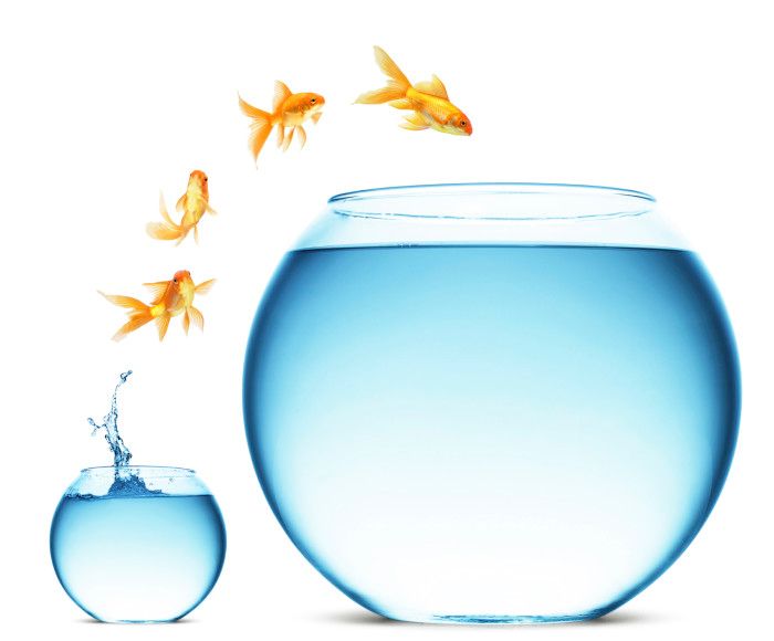 Forget Shark Tank | Take a Dip in the Fishbowl