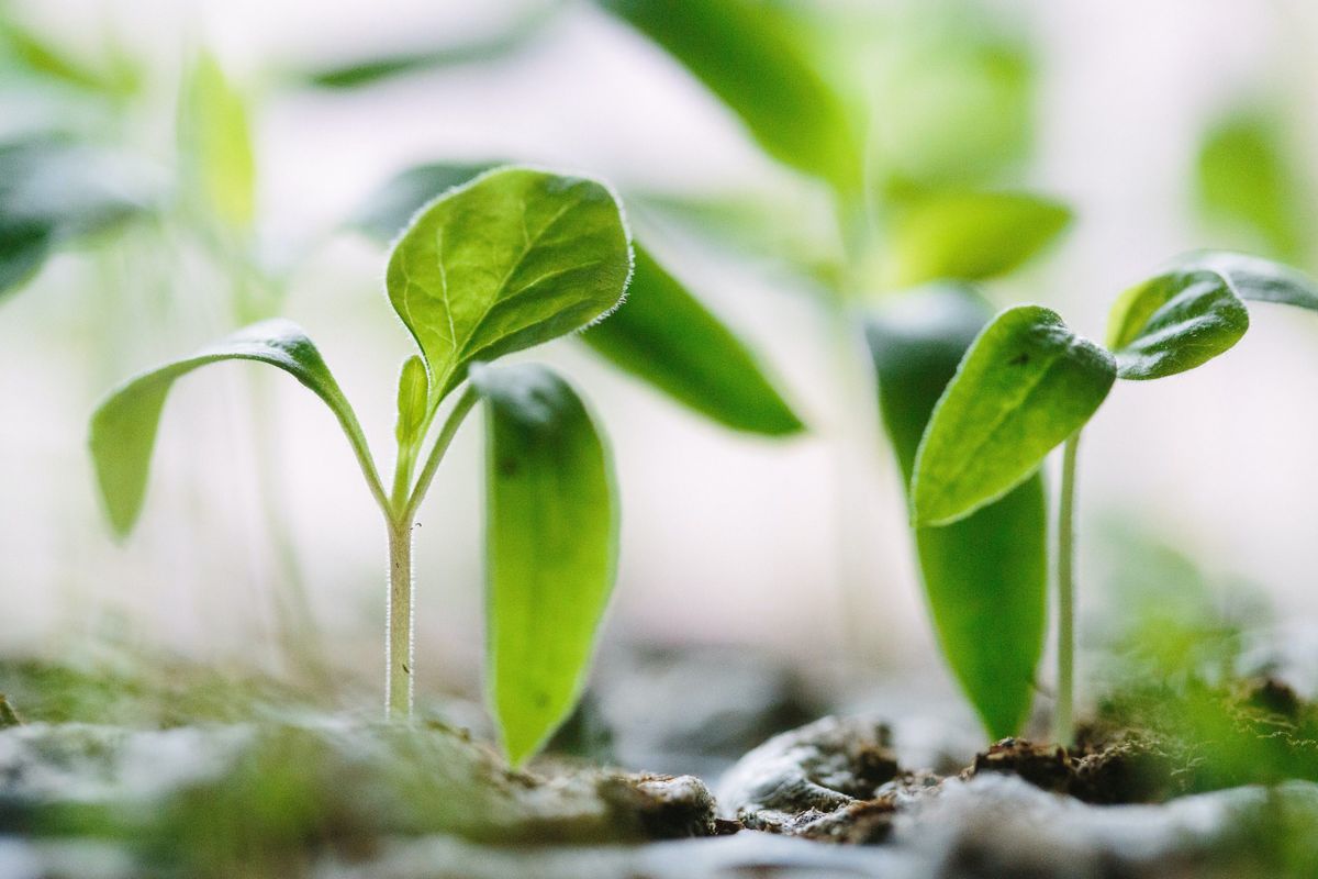 The State of Sustainability Tech