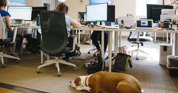 6 Reasons You Should Consider Allowing An Office Dog