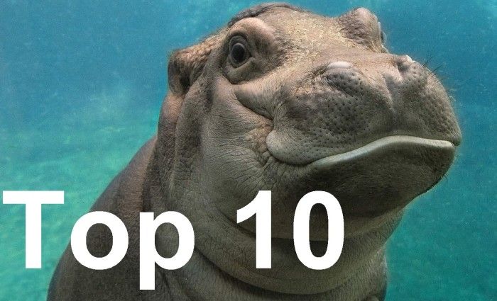 Hype's Top 10