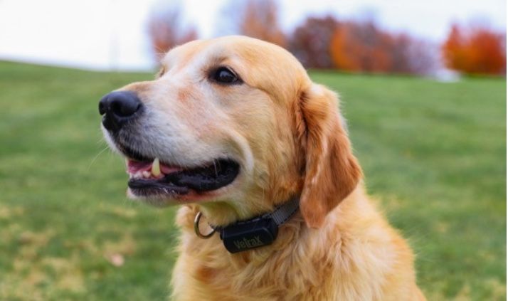 This Wearable For Dogs Helps Your Best Friend Tell You When He's Sick