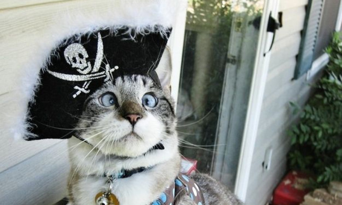 Startup Pirates on the Horizon | Apply