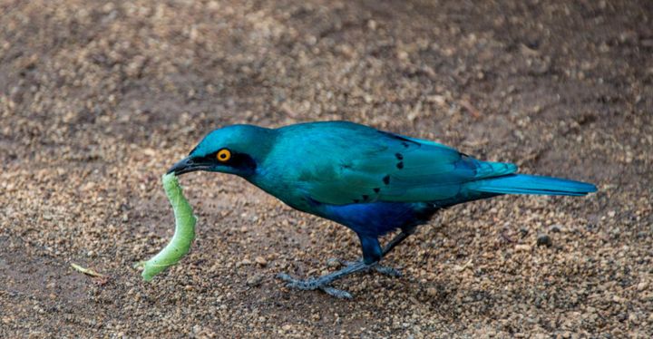 This Thurs | Early Bird Gets the Investment