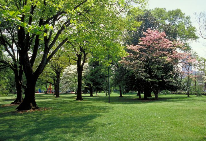 An Evening in the Park: Network Under 40 to Gather Young Professionals at Magnolia Hall