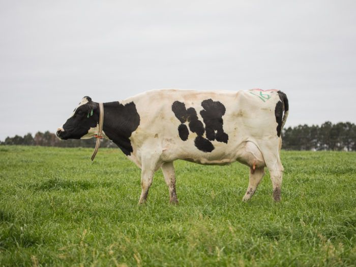 Georgia Dairy Farm First in the U.S. to Adopt Google-Powered Machine Learning Wearable for Cows