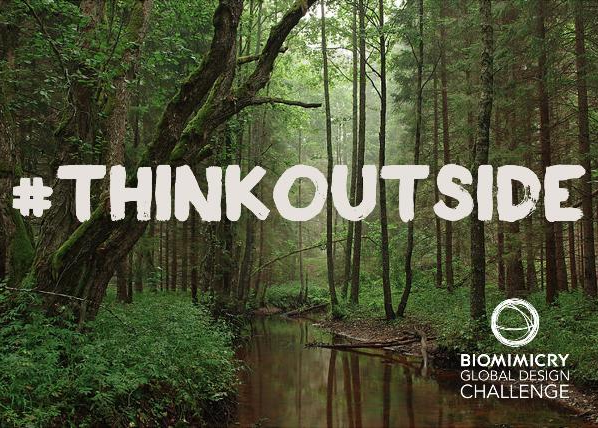 Into Food Sustainability? Biomimicry Global Design Challenge is Open