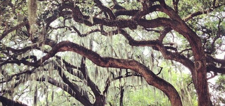 StartupLounge Savannah Applications Are Open