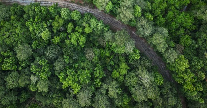 AI's Energy Crisis Has a Surprising Fix — And It's Growing in Georgia's Forests