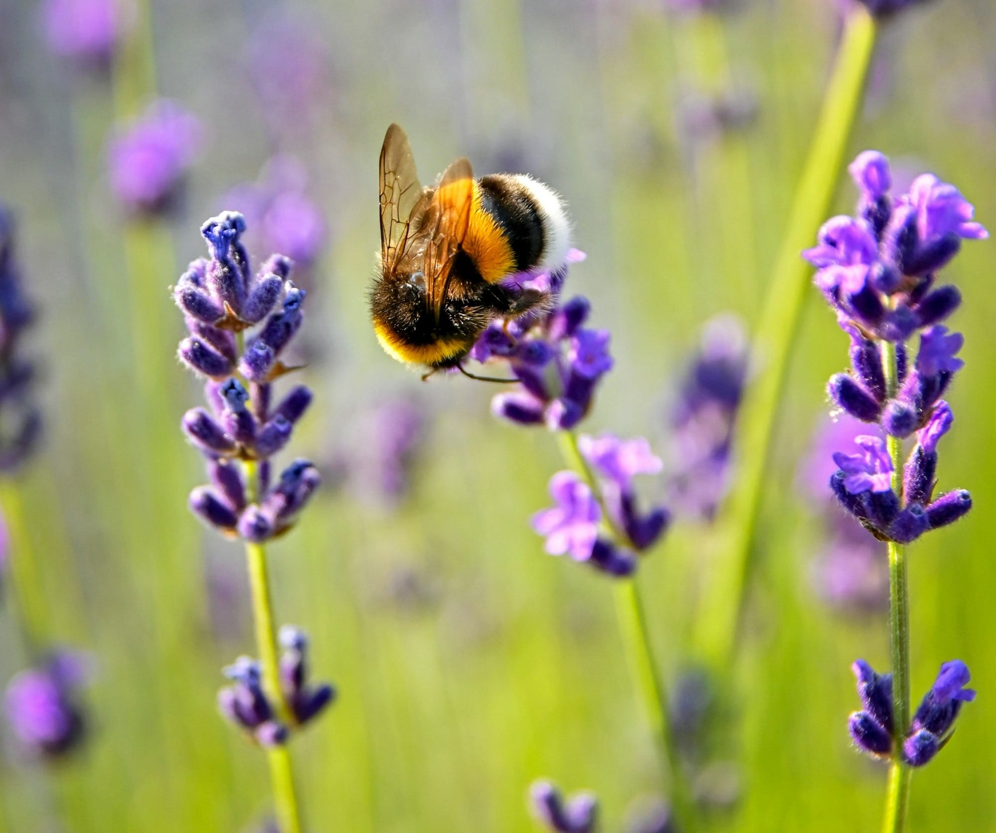 purple flower with bee on top