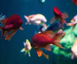Reflections on Pisces, The Fishes