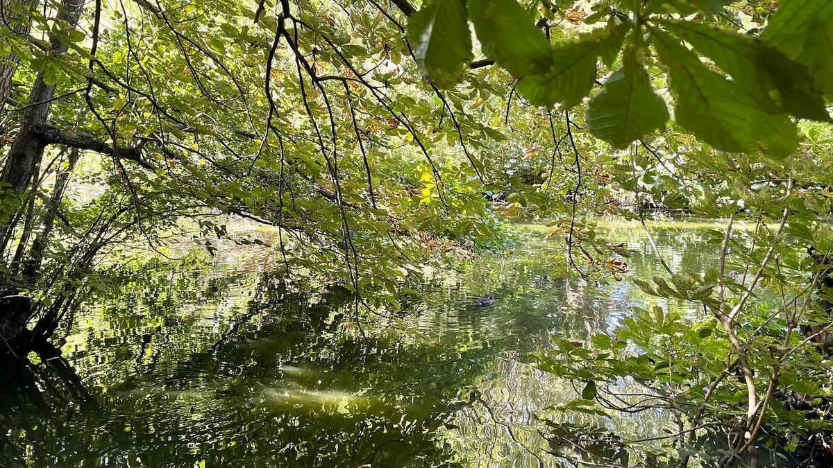 an image of green foliage dipping into the water of Kelsey Park lake