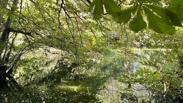 Branches dipping into the water at Kelsey Park lake