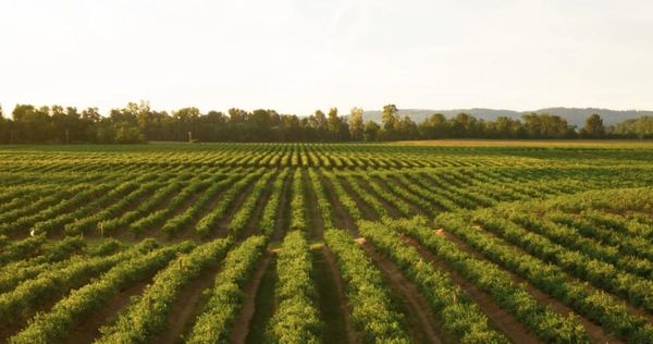 How Zimbabwe’s Plan to Expel White Farmers Backfired on Them Severely