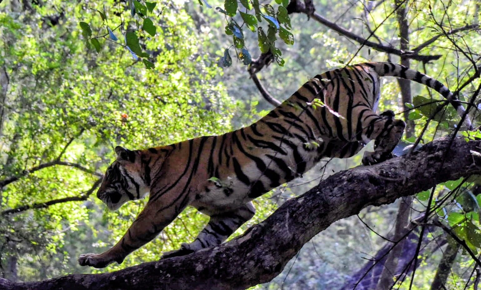 Tigress Riddhi climbing a tree, Ranthambore