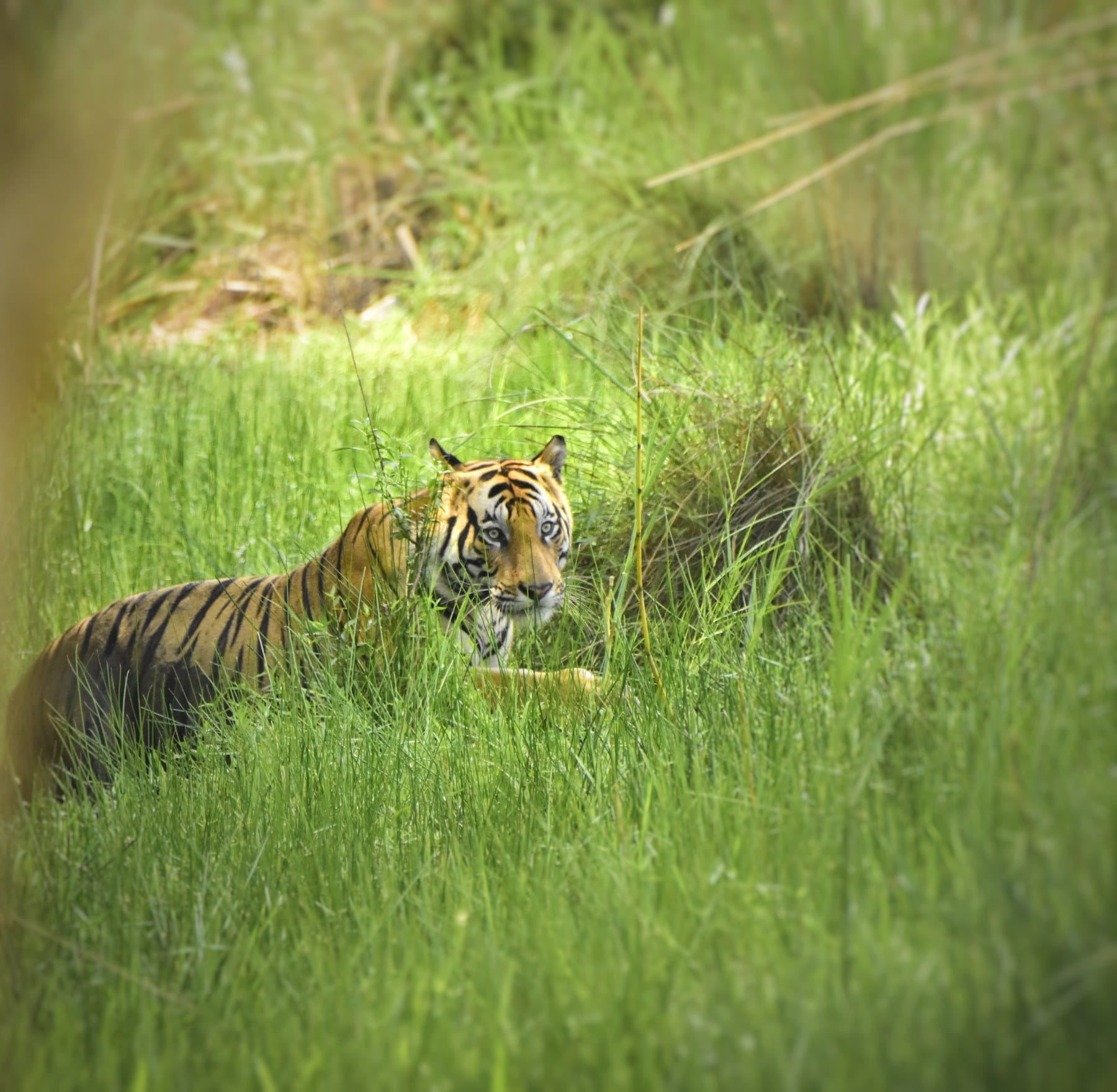 Tiger D1 head-on portrait in tall grass, Bandhavgarh