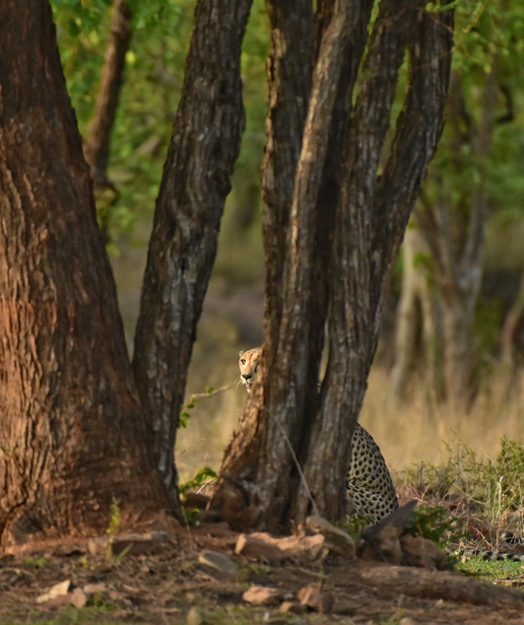 A cheetah in the forest light, Kuno National Park