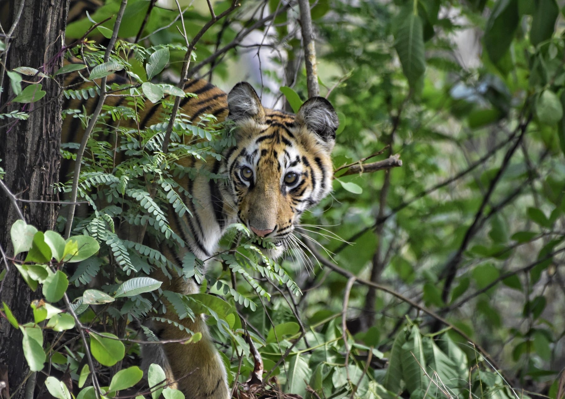 A bold tiger cub announcing its presence