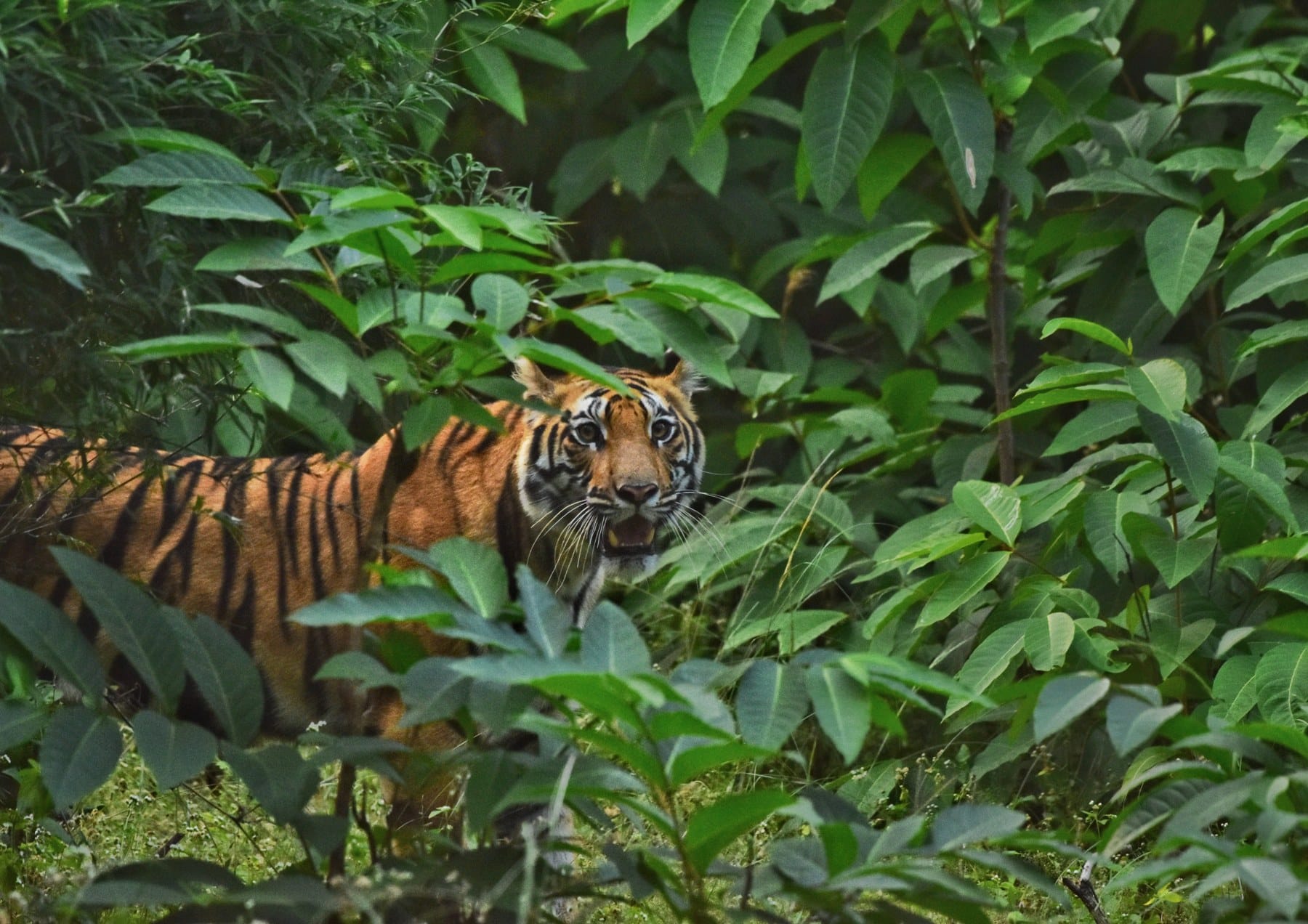 A tiger observing its surroundings in the wild