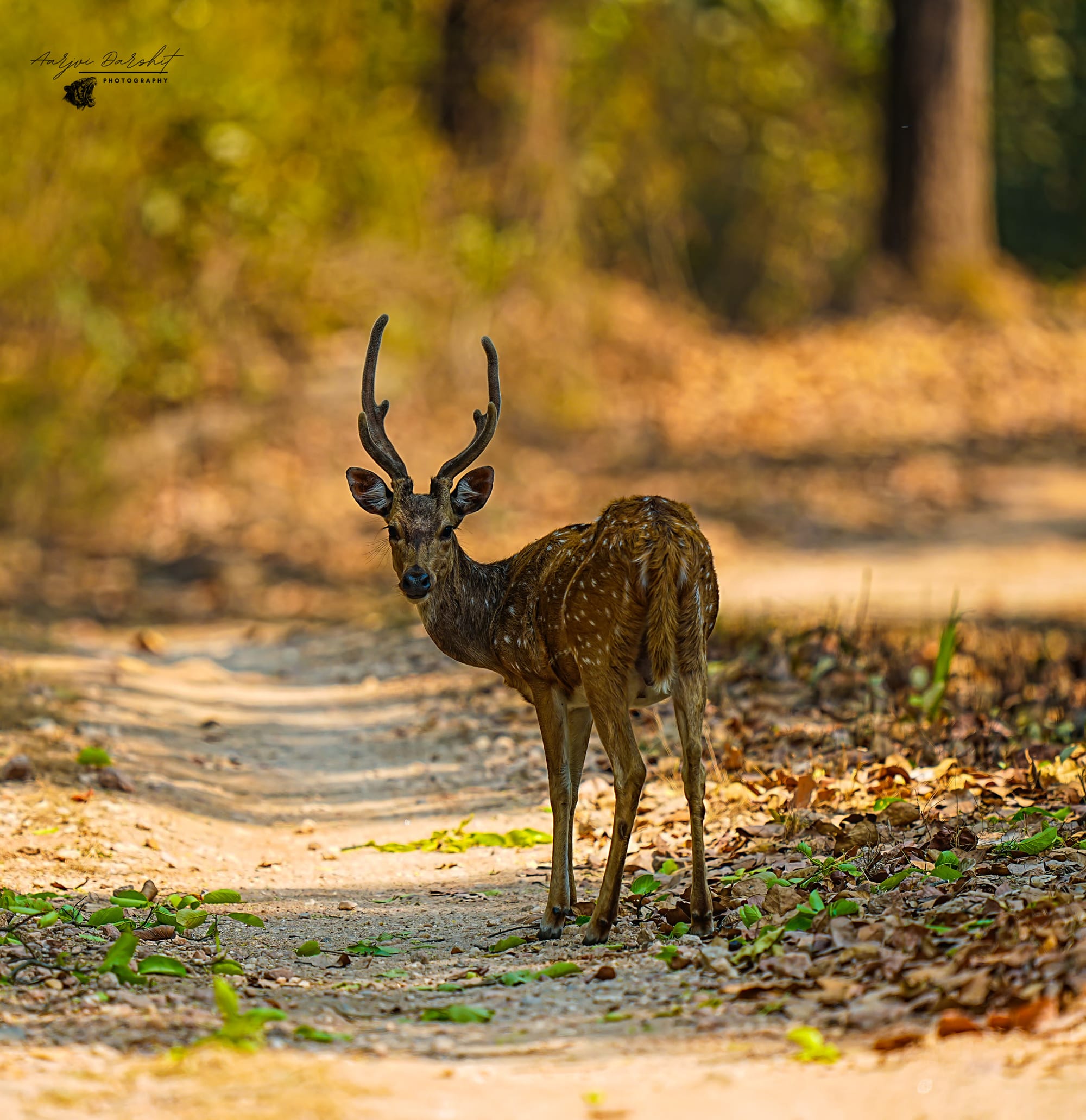 Spotted deer (chital), Kanha - after edit