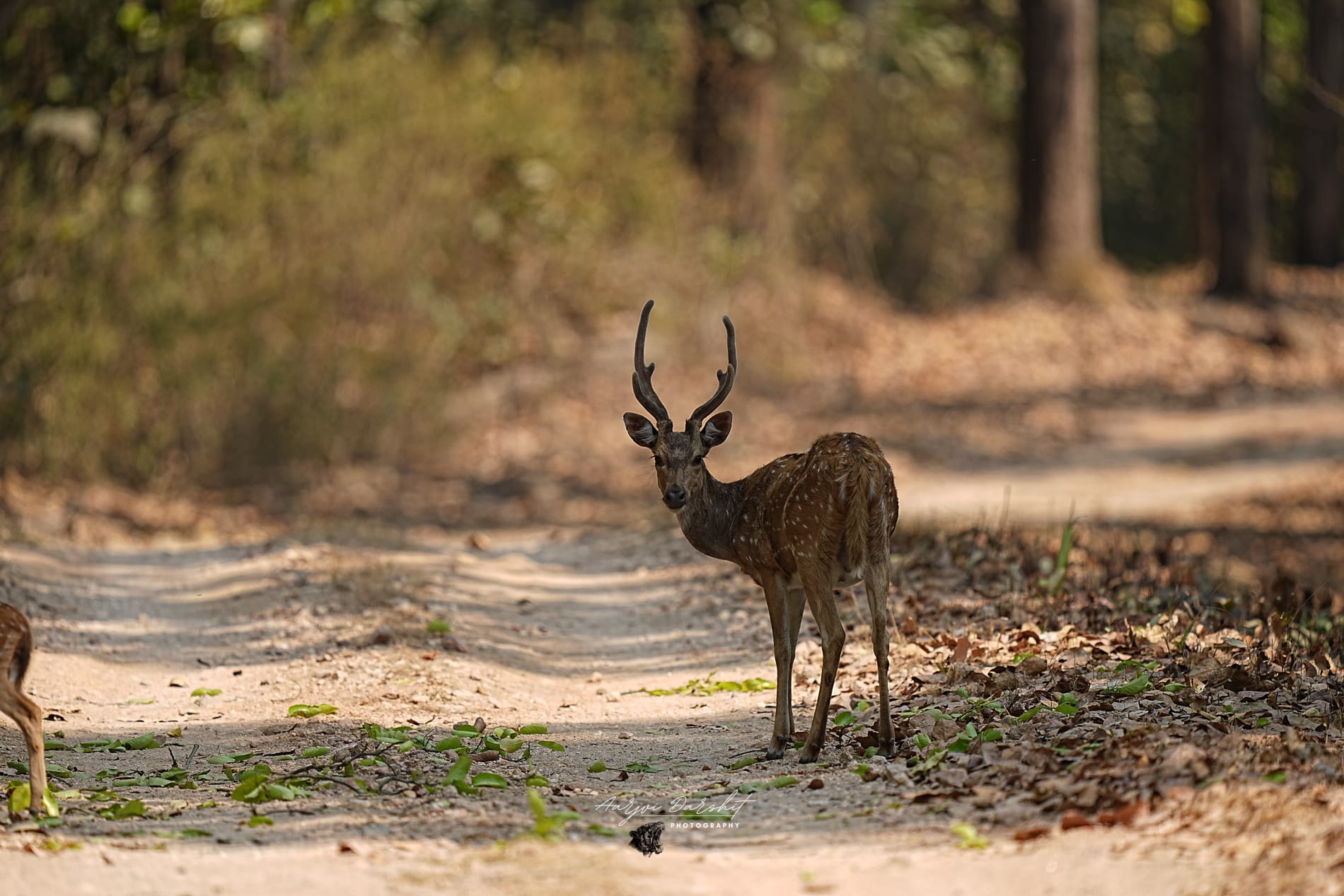 Spotted deer (chital), Kanha - before edit