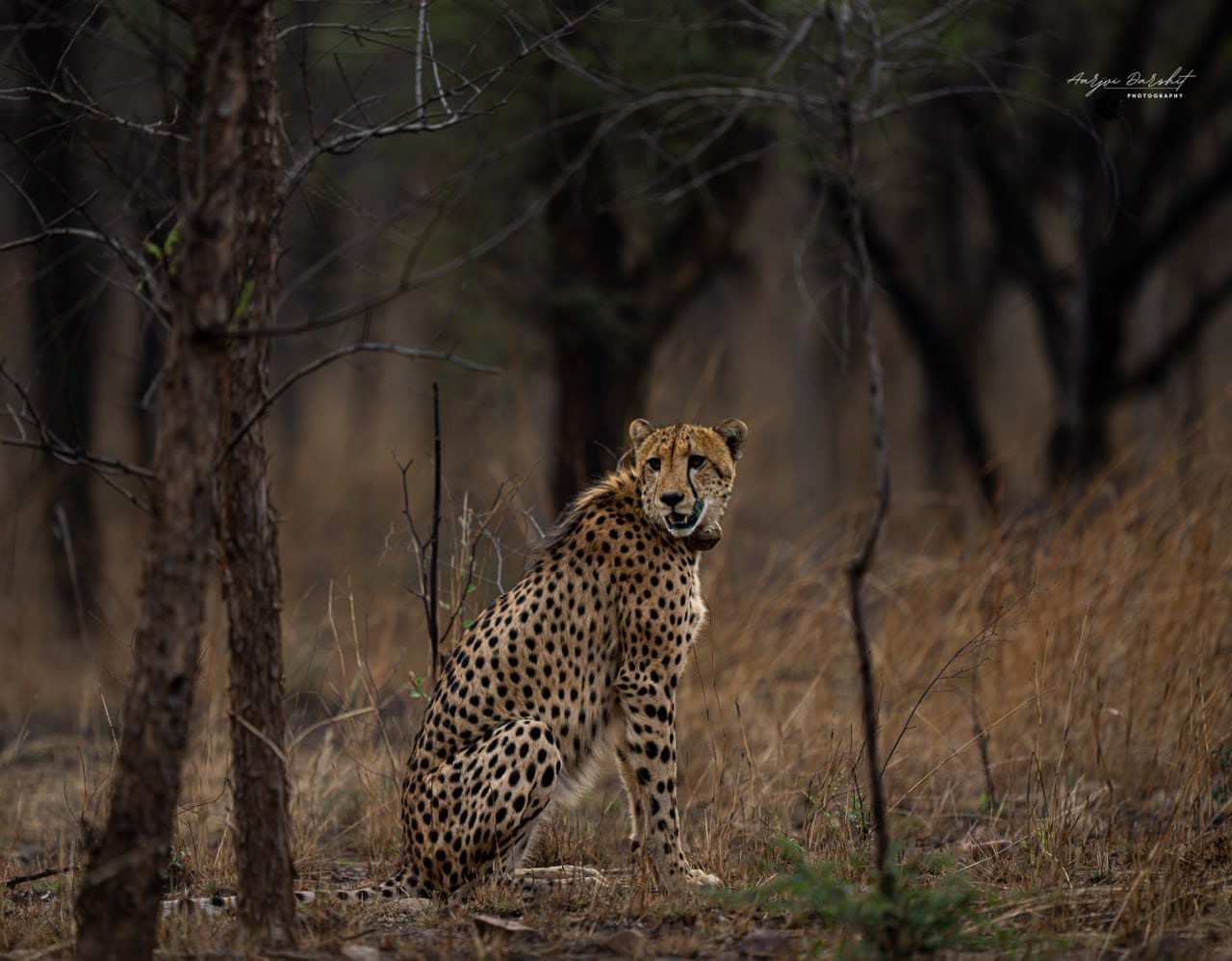 Cheetah, Kuno — India's cheetah reintroduction