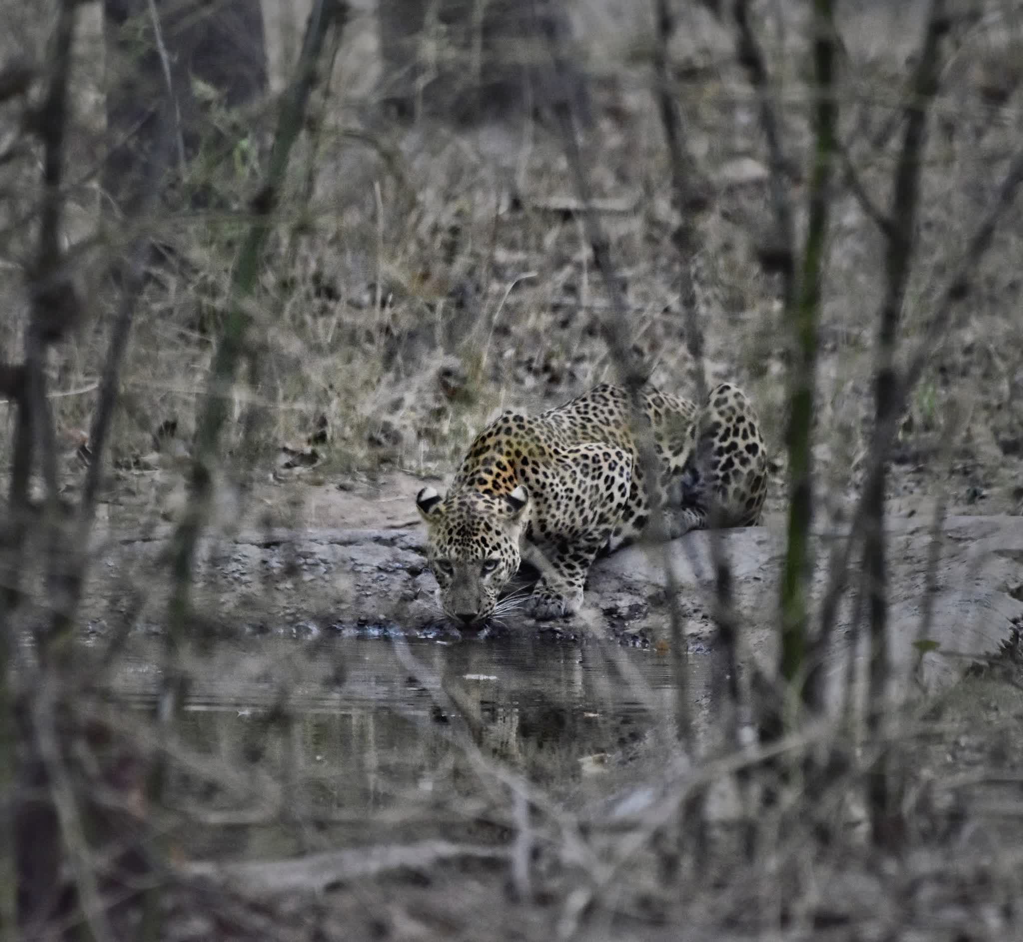 Leopard at a waterhole at dusk, Tadoba