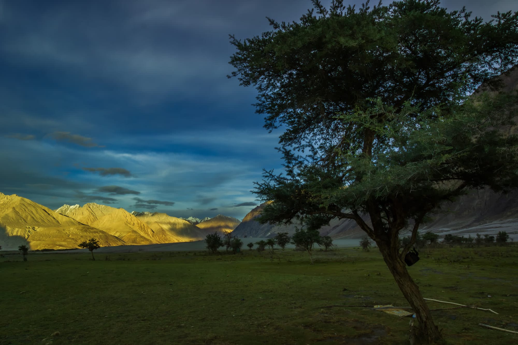 A lone tree in Nubra Valley, Ladakh's cold desert