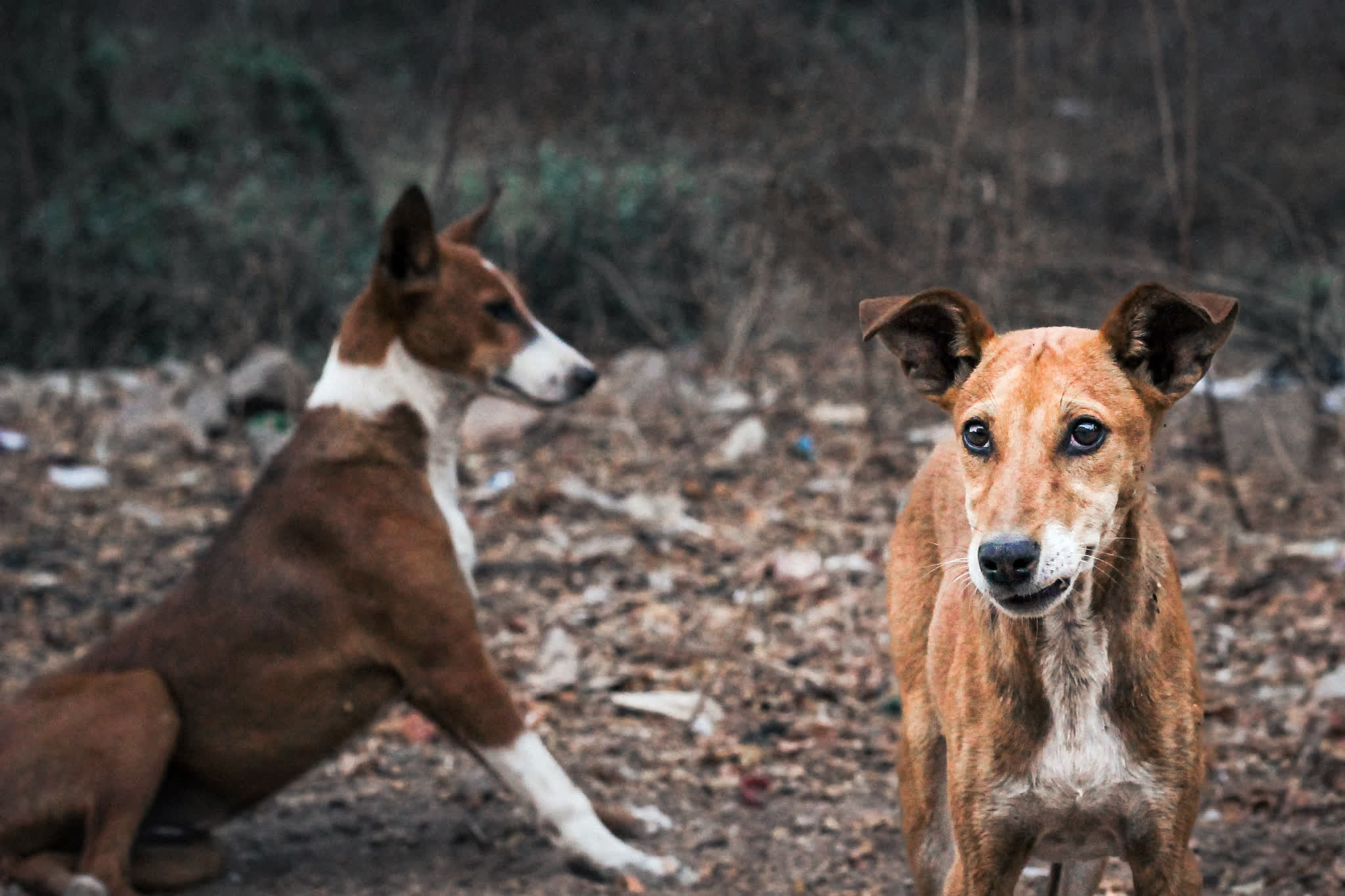 Photograph by Shreesh — street dogs, a quiet moment on the street