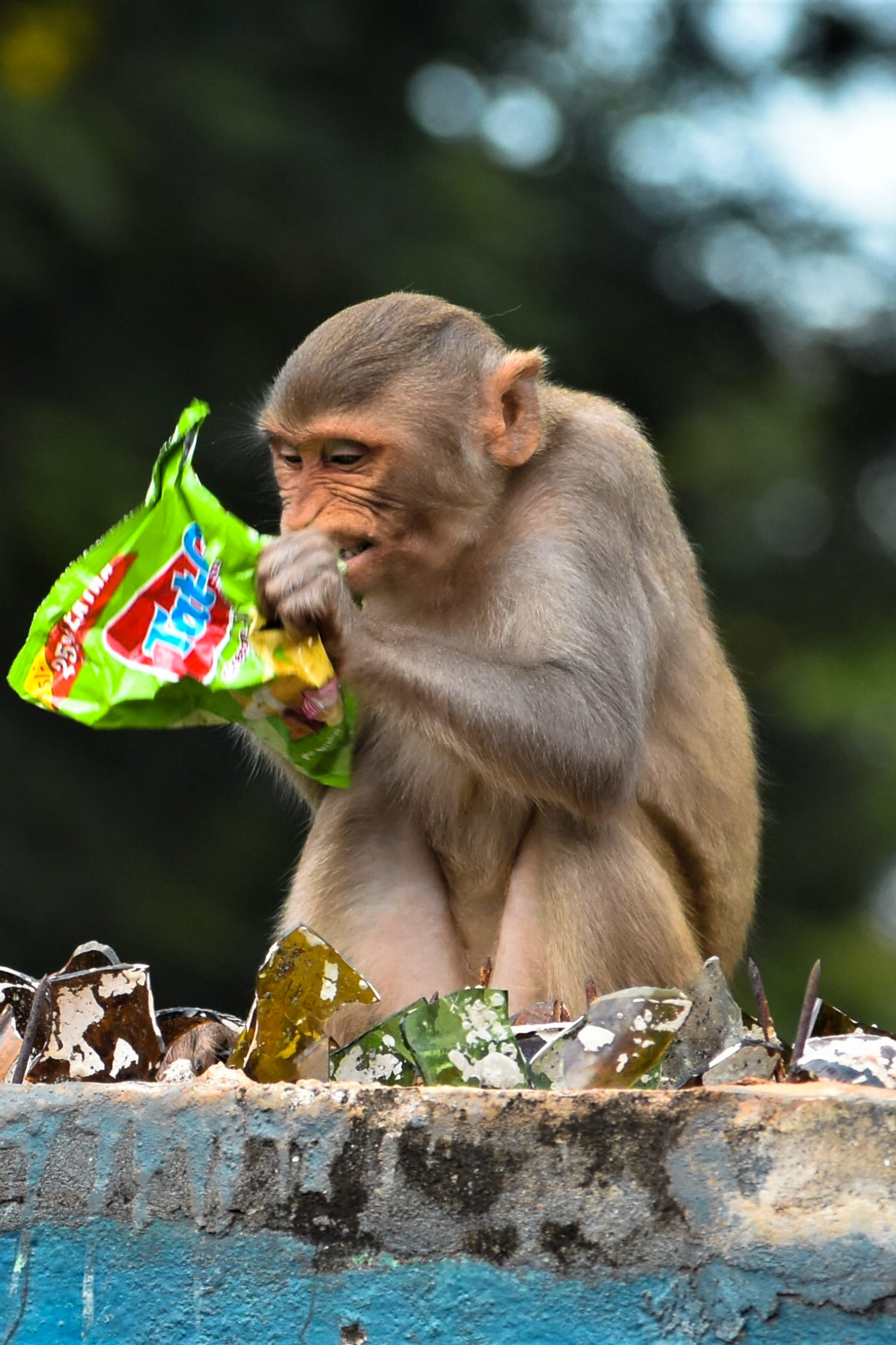 Modern coexistence / urban wildlife by Chinmaya Senapati