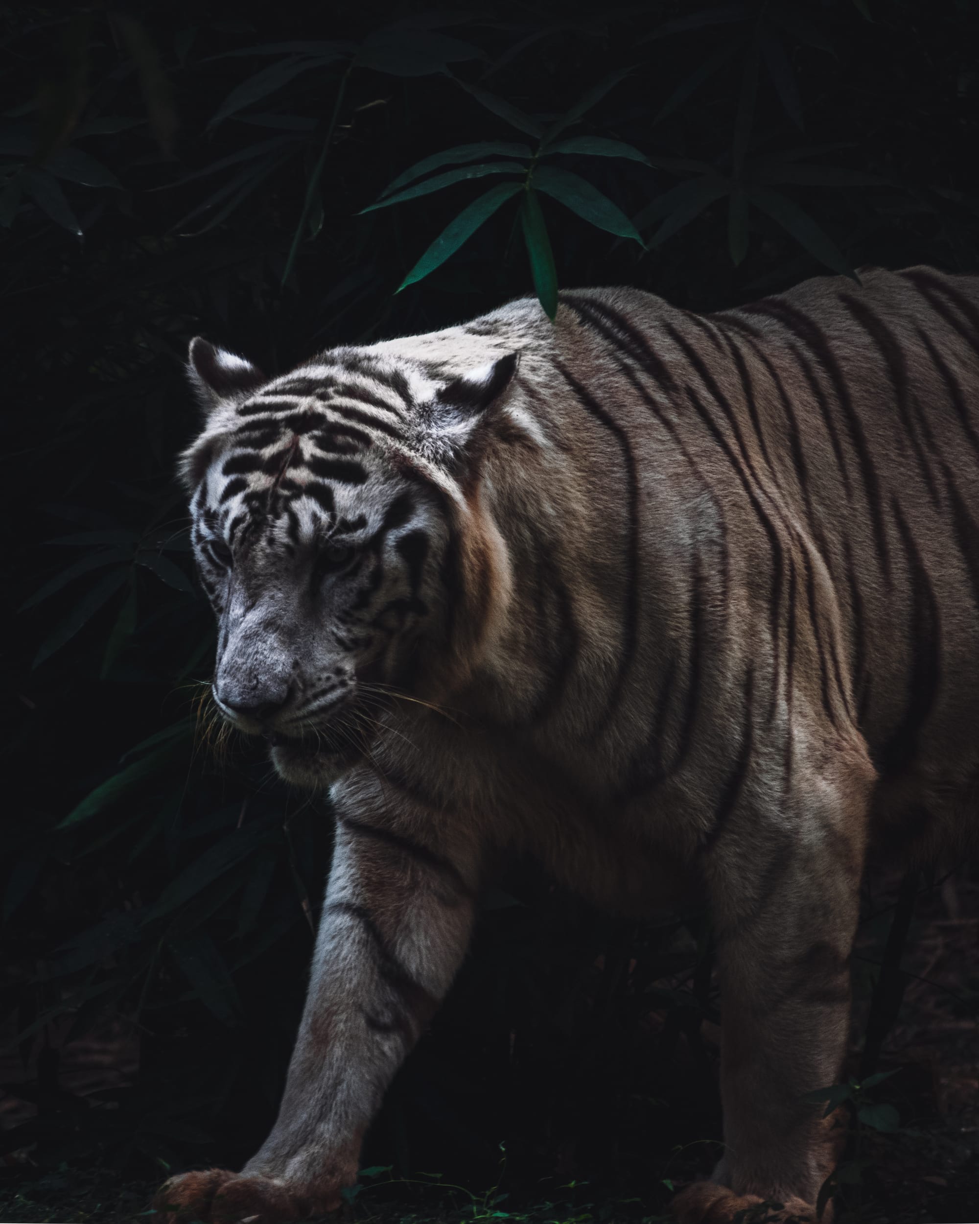 Dramatic lighting wildlife photograph by Chinmaya Senapati