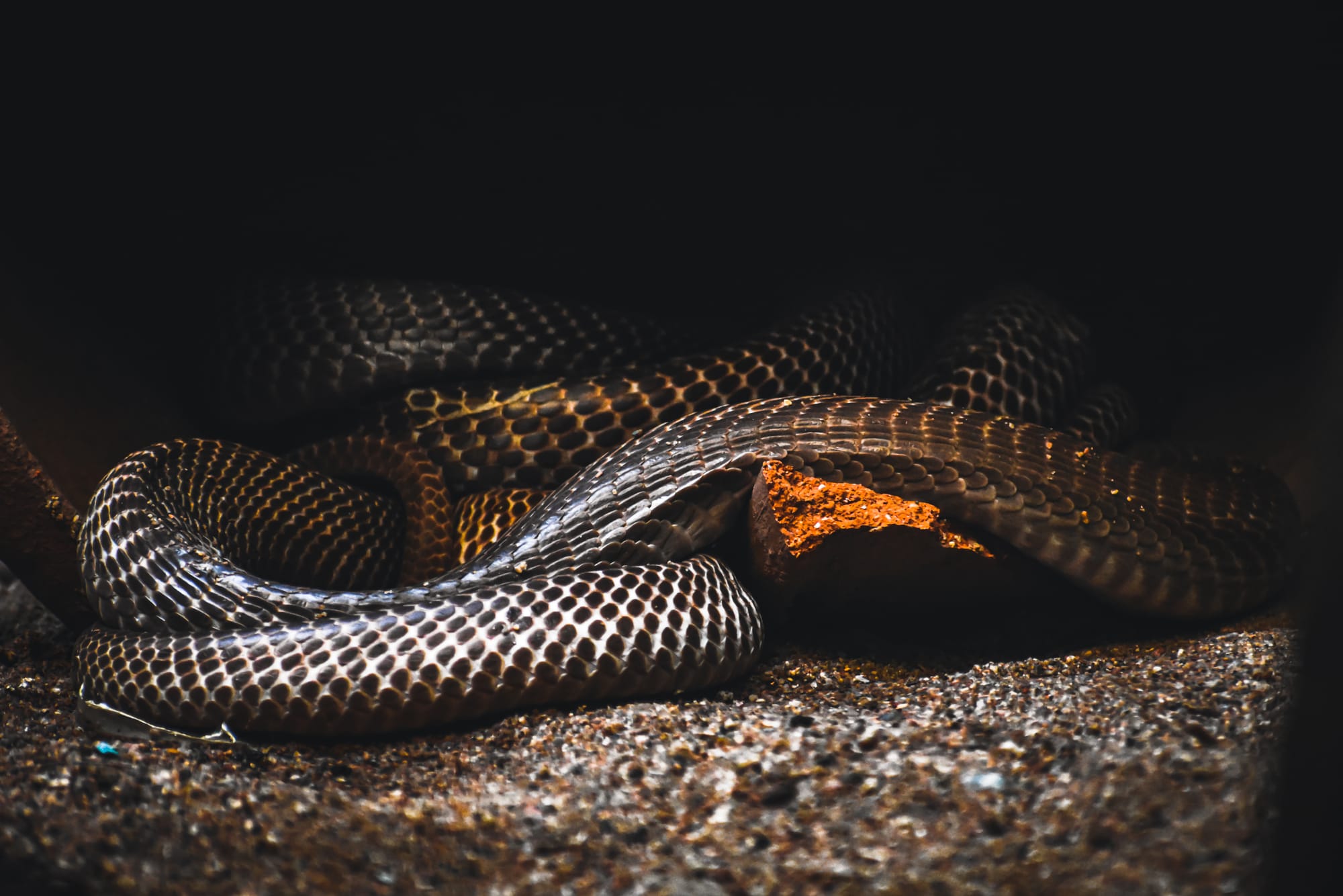 Dramatic lighting wildlife photograph by Chinmaya Senapati