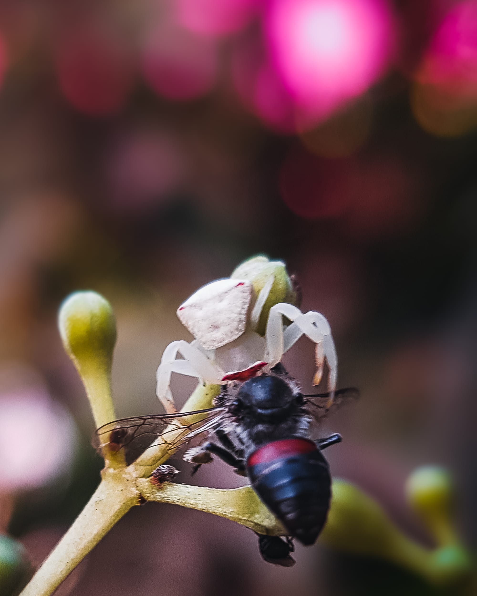 Micro photography by Chinmaya Senapati