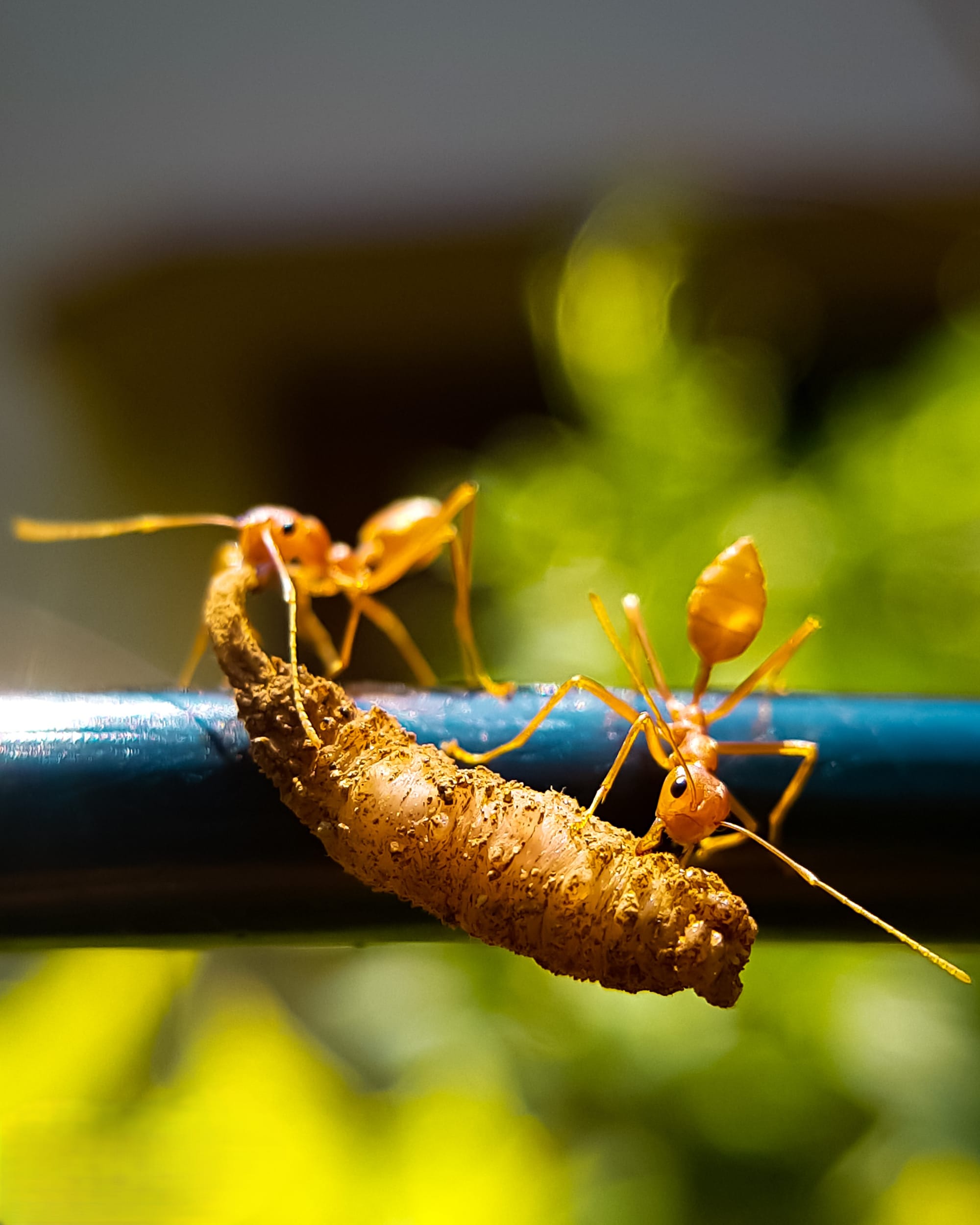 Micro photography by Chinmaya Senapati