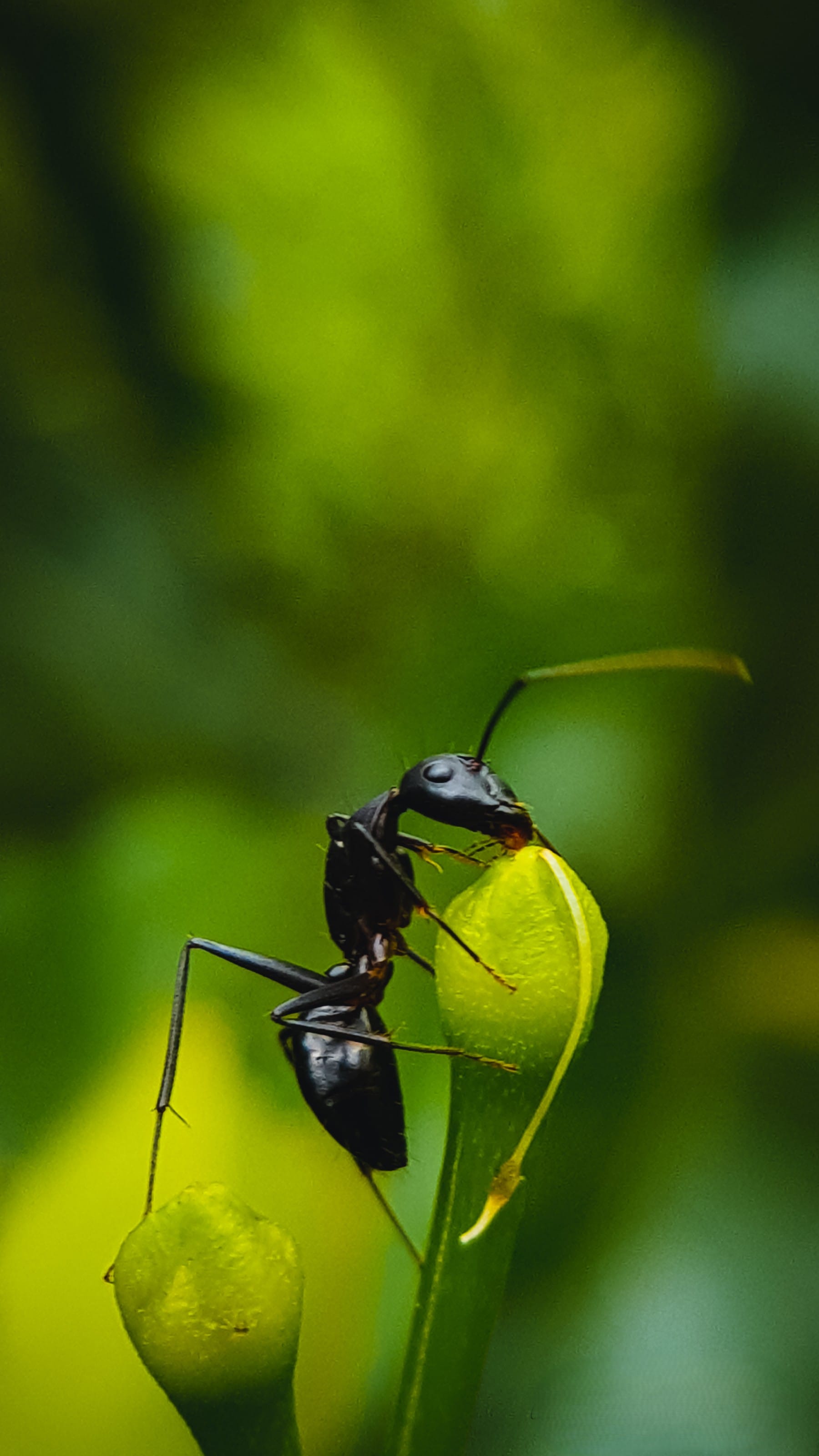 Micro photography by Chinmaya Senapati