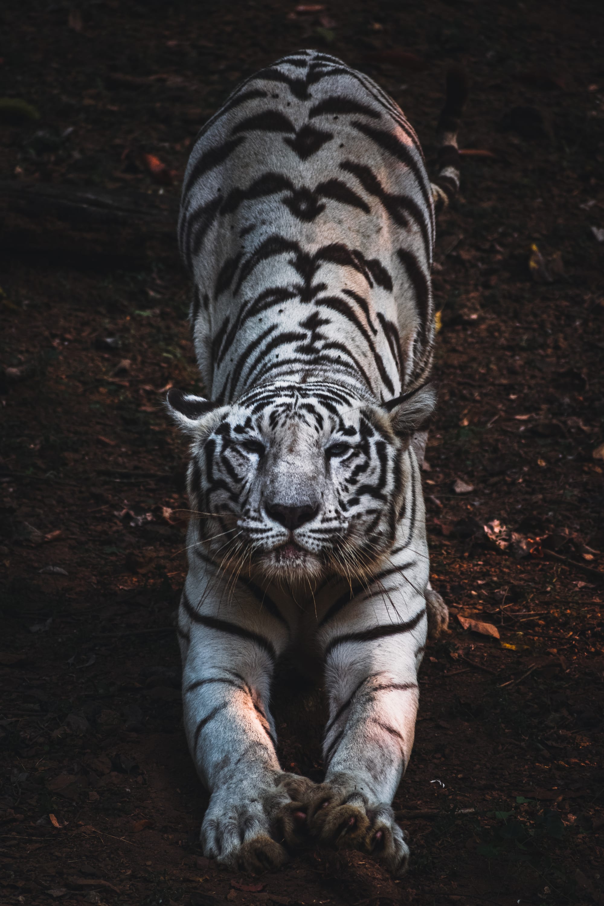 Portrait-centric wildlife by Chinmaya Senapati