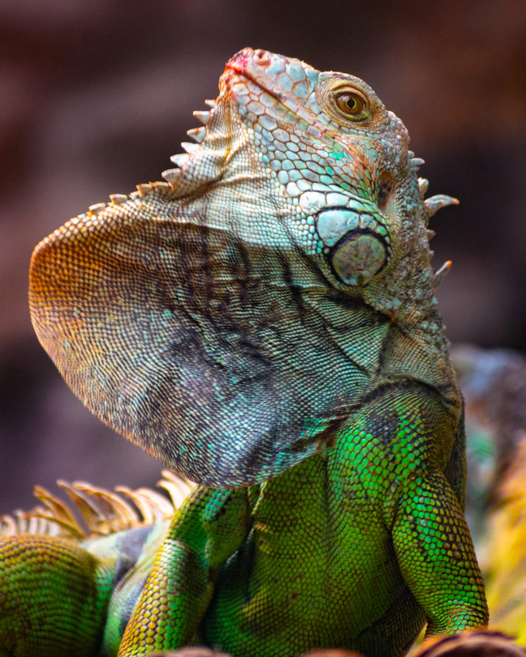 Portrait-centric wildlife by Chinmaya Senapati