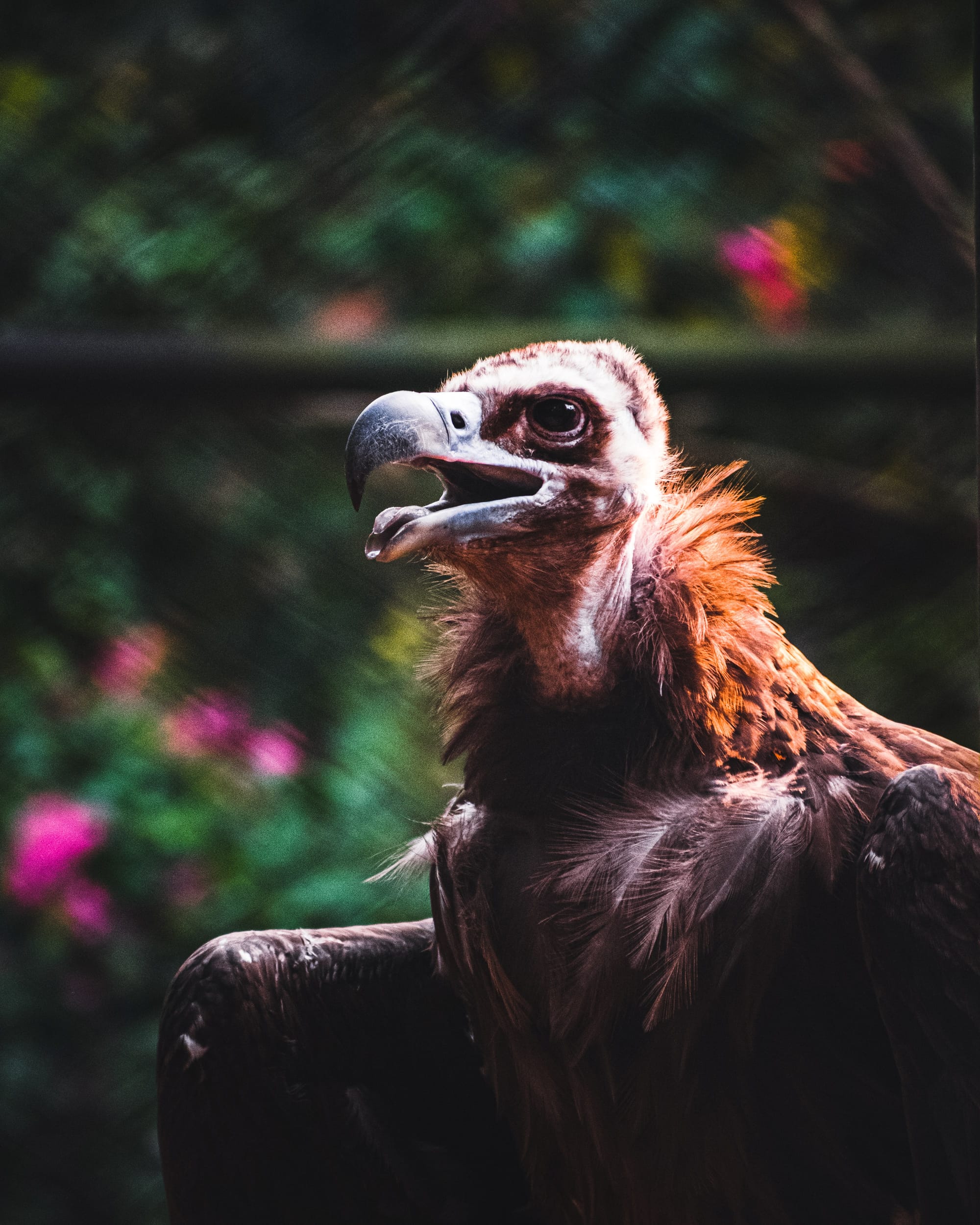 Portrait-centric wildlife by Chinmaya Senapati