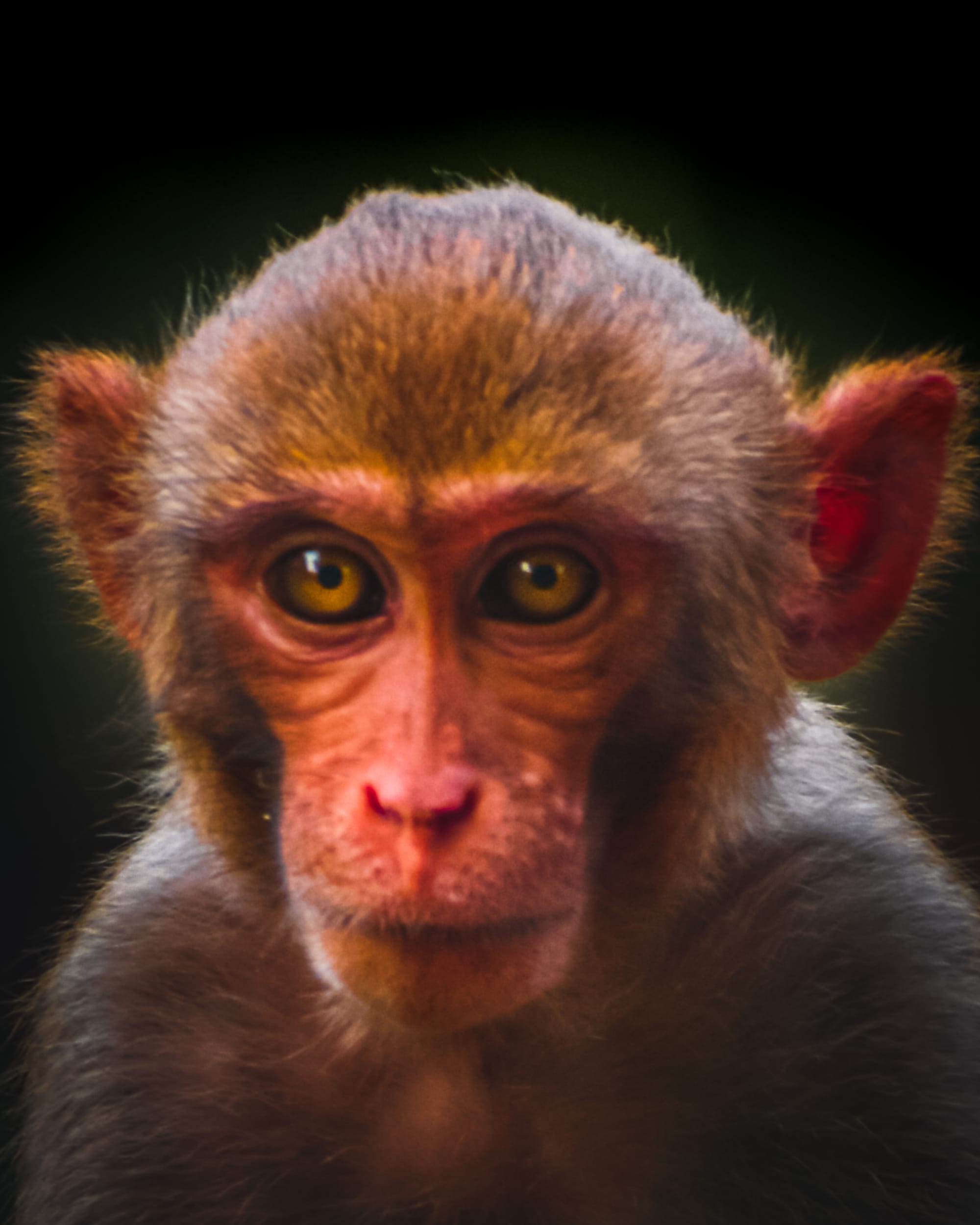 Portrait-centric wildlife by Chinmaya Senapati