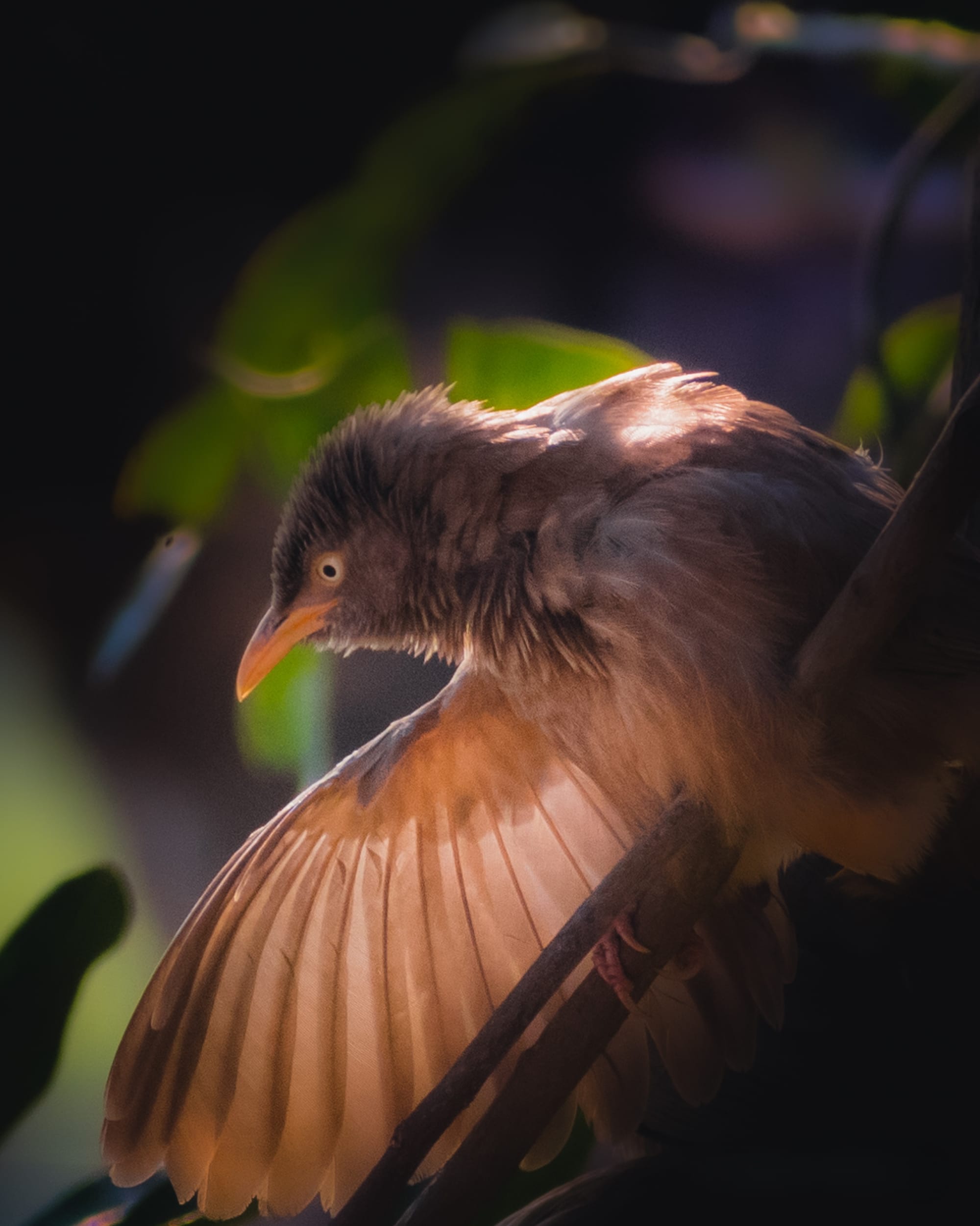 Underappreciated creatures — Black-hooded Oriole and more, by Chinmaya Senapati