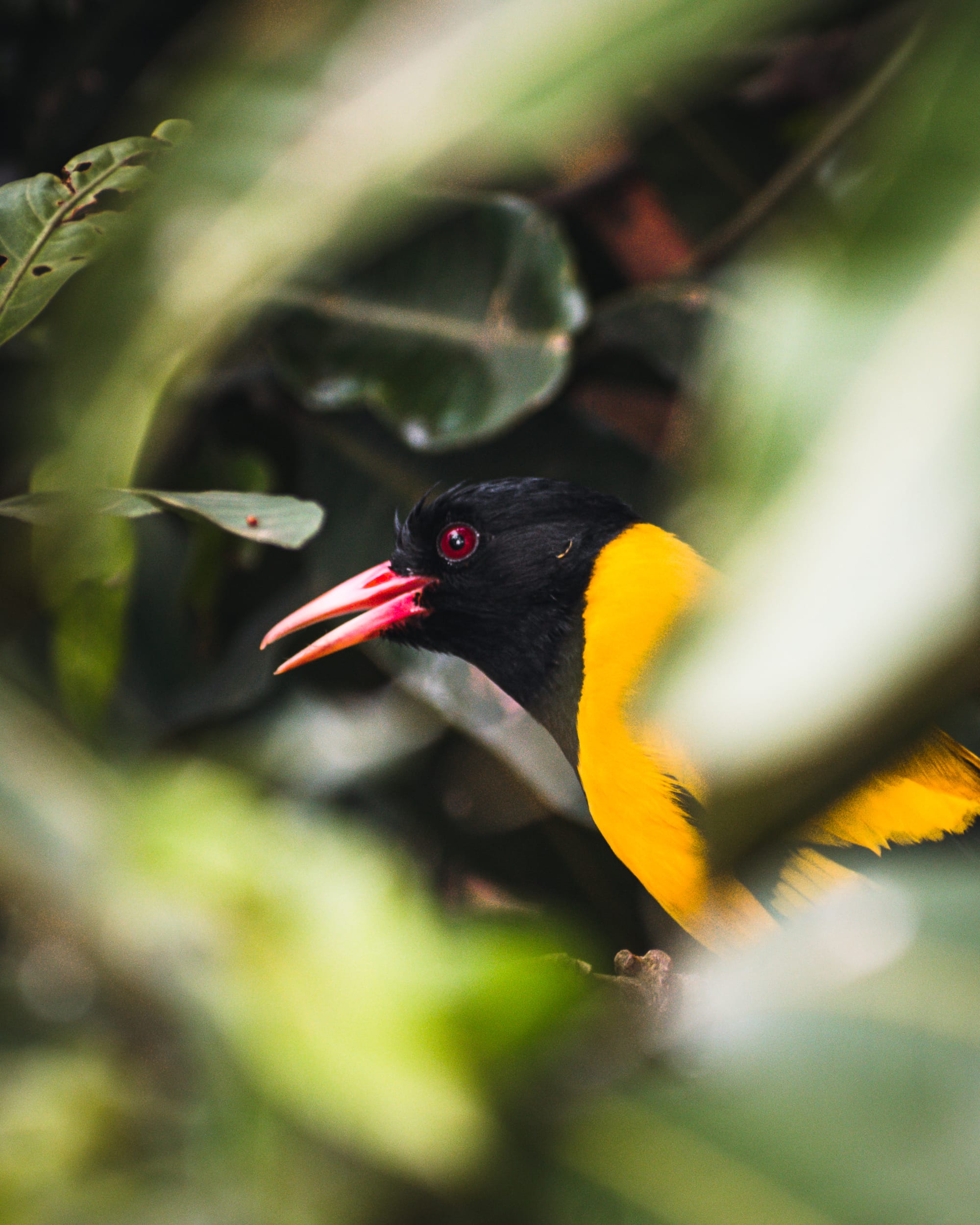 Underappreciated creatures — Black-hooded Oriole and more, by Chinmaya Senapati