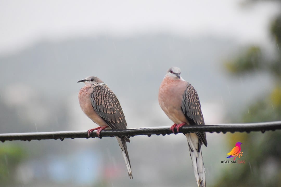A pair of Spotted Doves perched on a wire in the rain