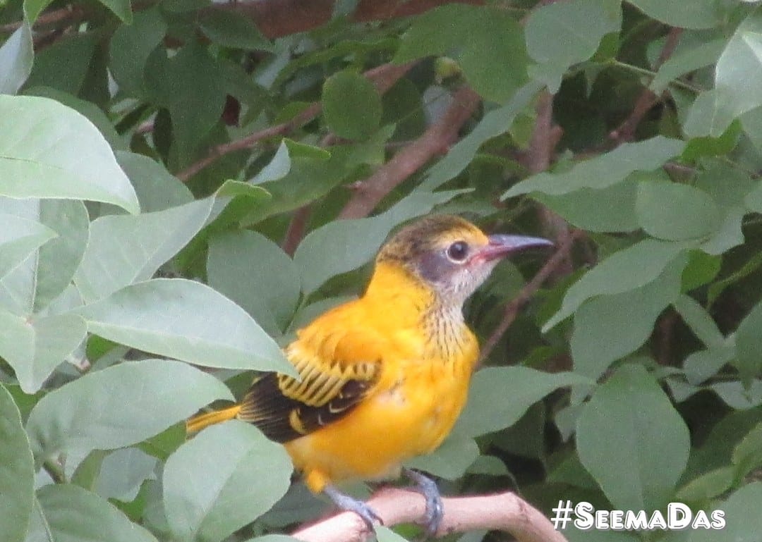 Indian Golden Oriole perched among green foliage