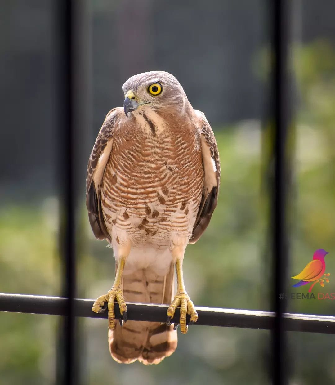 Guardian of the Skies: The Vigilant Shikra