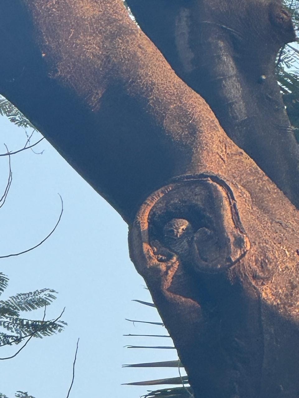 Spotted Owlet