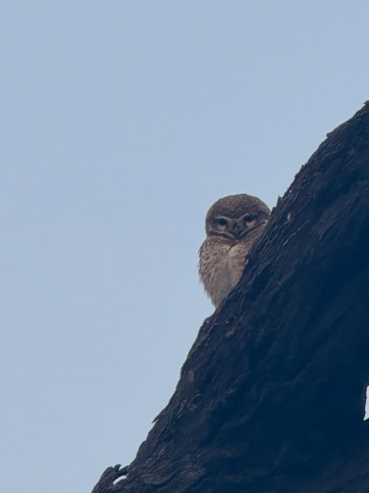 Spotted Owlet